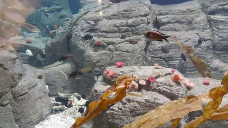 Istanbul: Aquarium Ticket and Round Trip Shuttle from Taksim - Practical Tips for Your Visit