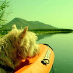 Kayak Adventure: Paddle your way through Lake Skadar - The Practical Side: Logistics and Equipment