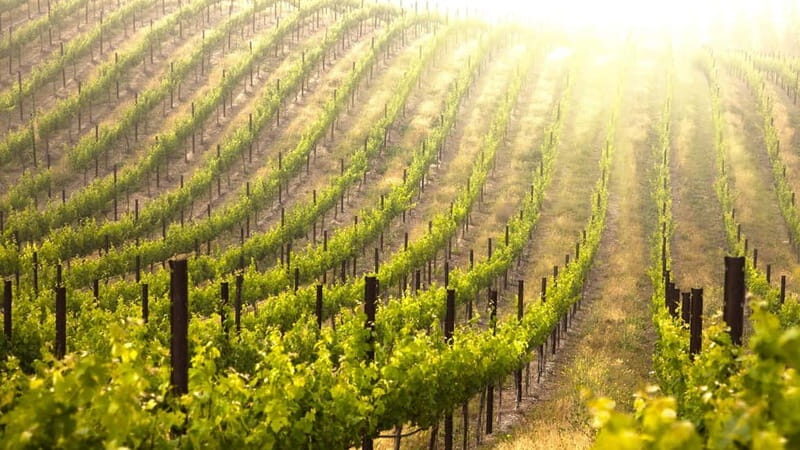 Kefalonia: Culinary and Cultural Guided Tour - Practical Details and What to Expect