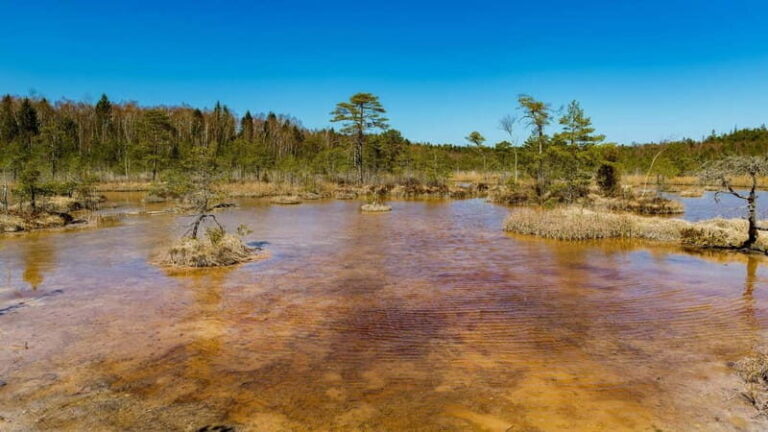 Kemeri National Park Outdoor Tour - Why This Tour Works Well