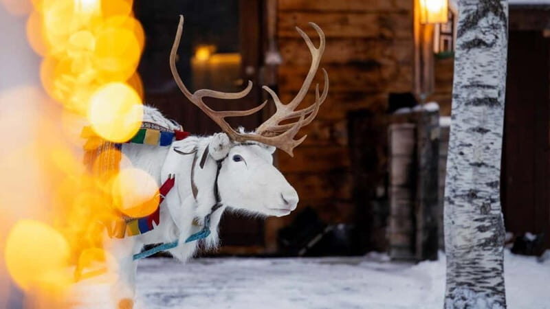 Kemi-Tornio: Reindeer farm experience - The Practical Details: What’s Included and How It Works
