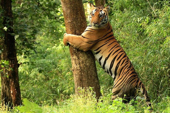 Khajuraho with Land of the Tigers - Key Points