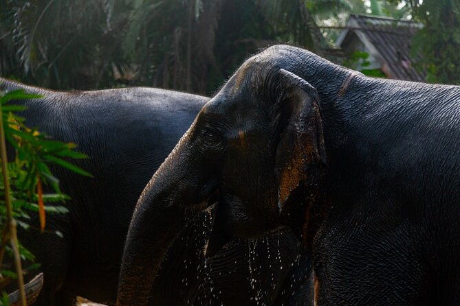 Khao Lak Elephant Sanctuary Full Day Small Group Tour - Discover the Khao Lak Elephant Sanctuary Full Day Small Group Tour