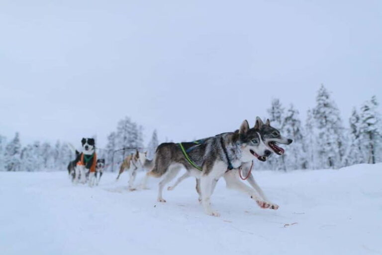 Kiruna: Husky Sled Ride with Traditional Lunch - The Value of the Experience