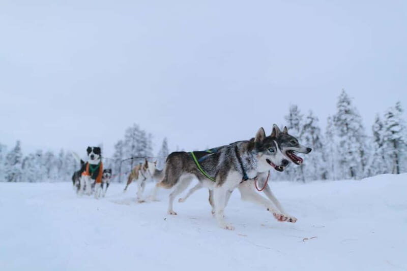 Kiruna: Husky Sled Ride with Traditional Lunch - The Value of the Experience