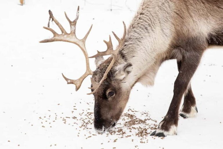KIRUNA: Reindeer Sled Ride in the Countryside - What Makes This Tour Stand Out?