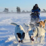 Kiruna: Self-drive Husky Morning Tour - Is It Worth the Price?