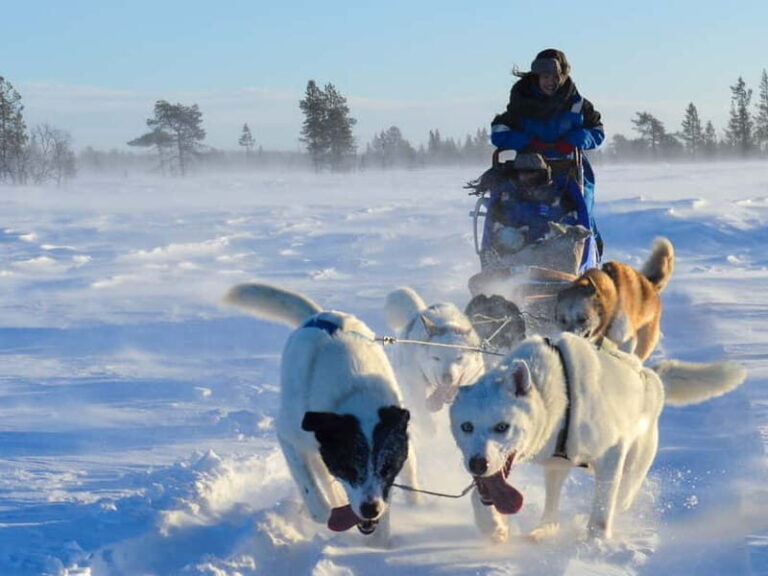 Kiruna: Self-drive Husky Morning Tour - Is It Worth the Price?