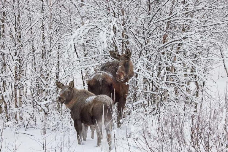 Kiruna: Wildlife and nature photography - Final Thoughts: Who Will Love This?