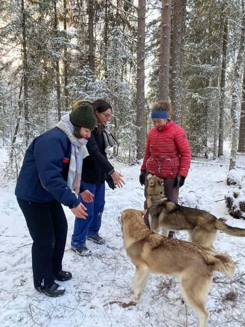 Kittilä / Levi: Husky Farm Guided Tour - The Reality Behind the Experience