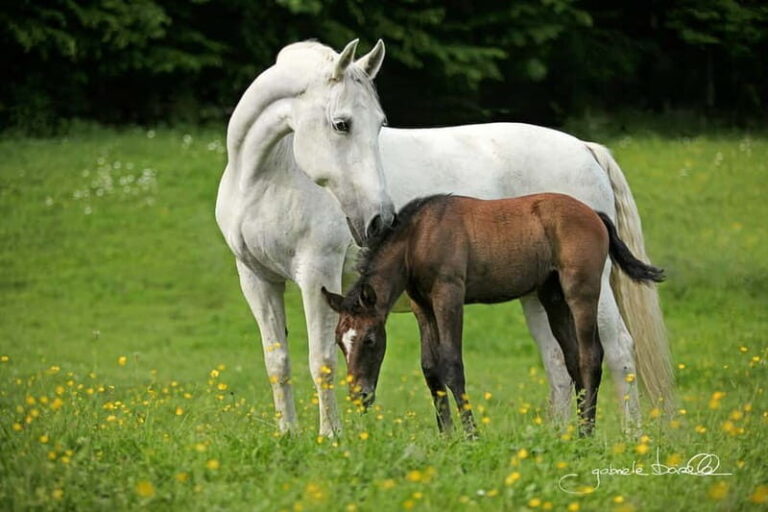 Köflach: Lipizzaner Stud Farm Visit - Final Thoughts: Is It Worth It?