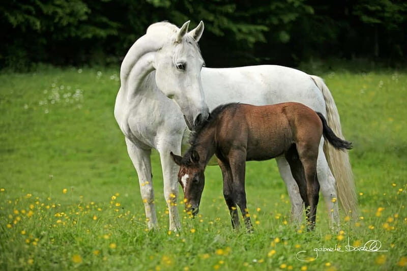 Köflach: Lipizzaner Stud Farm Visit - Final Thoughts: Is It Worth It?