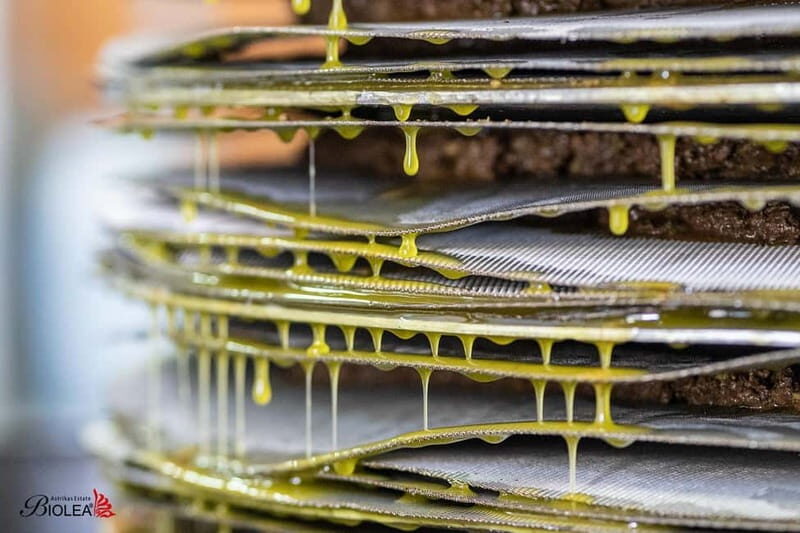 Kolymvari: Biolea Olive Oil Enthusiast Tour - What to Expect from the Biolea Olive Oil Enthusiast Tour