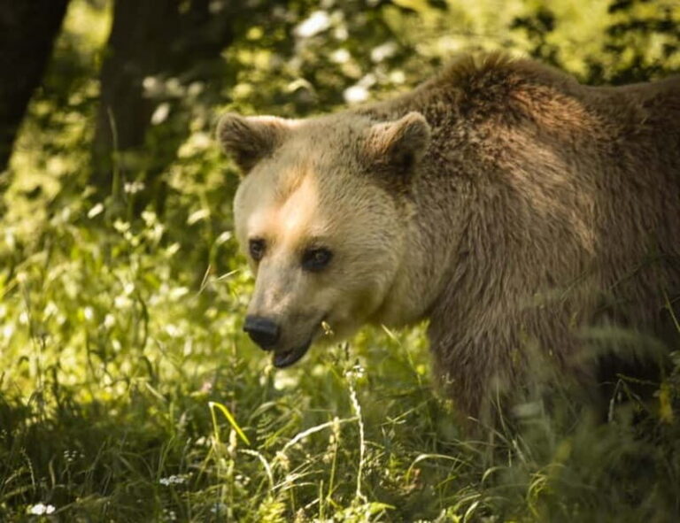 Kosovo: Bear Sanctuary Prishtina, (guided tour & shuttle) - The Itinerary in Detail