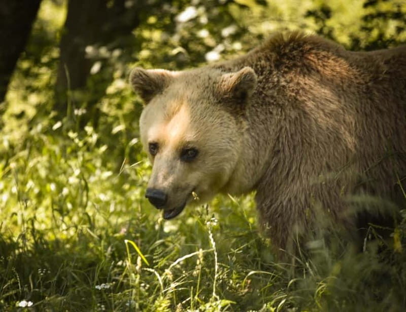 Kosovo: Bear Sanctuary Prishtina, (guided tour & shuttle) - The Itinerary in Detail