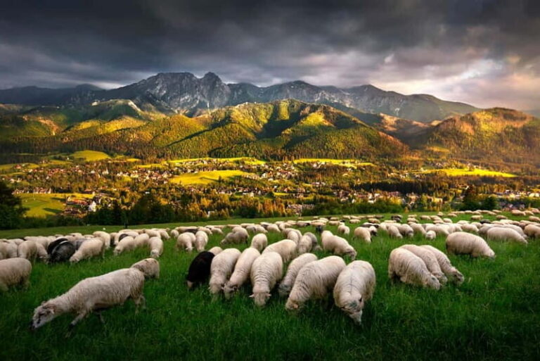 Krakow: Zakopane Trip with Thermal Pools & Hotel Pick-up - Visiting the Shepherds and Tasting Local Flavors