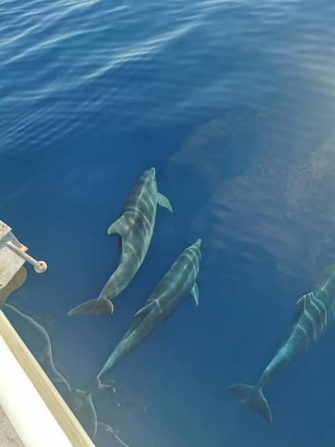 Krk: Golden Bay, Blue Cave, & 4 Islands Cruise - The Real Value: Why This Tour Works