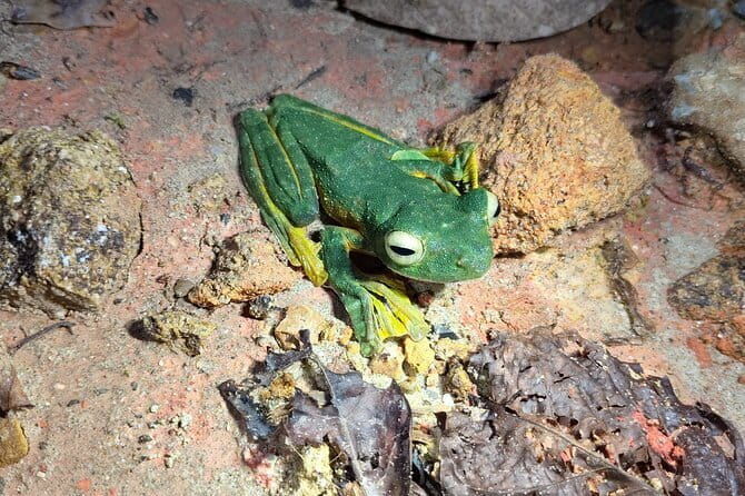 Kubah's Nocturnal Wonders Nighttime Frog Safari - Key Points