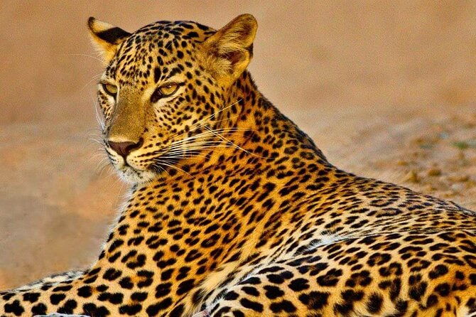 Kumana National Park Safari | from Arugam Bay - Kumana National Park Safari from Arugam Bay: An In-Depth Review