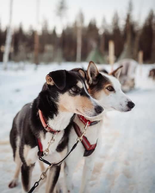 Kuoksa Husky & Reindeer Adventure - Who Is This Tour Best For?