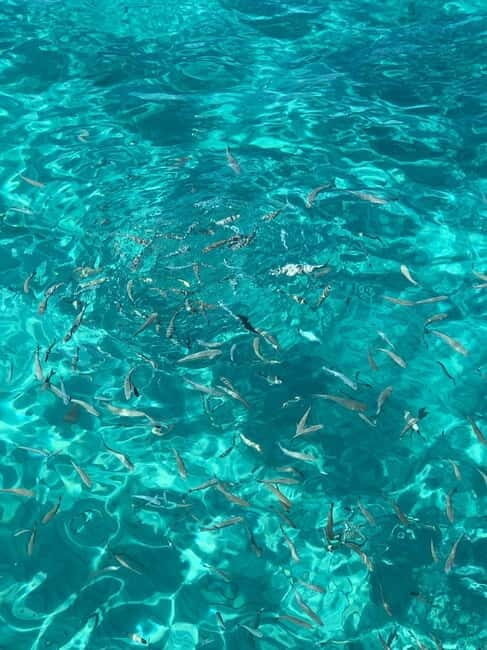 Kusadasi: Aegean Sea Boat Tour with Lunch - What Reviewers Say