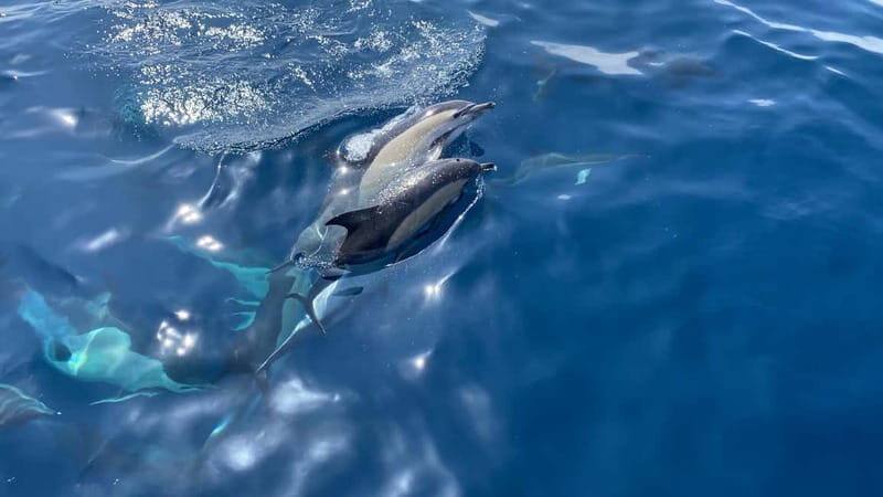 La Herradura: Sailing with a view of dolphins - Authentic Reviews: What Past Travelers Say