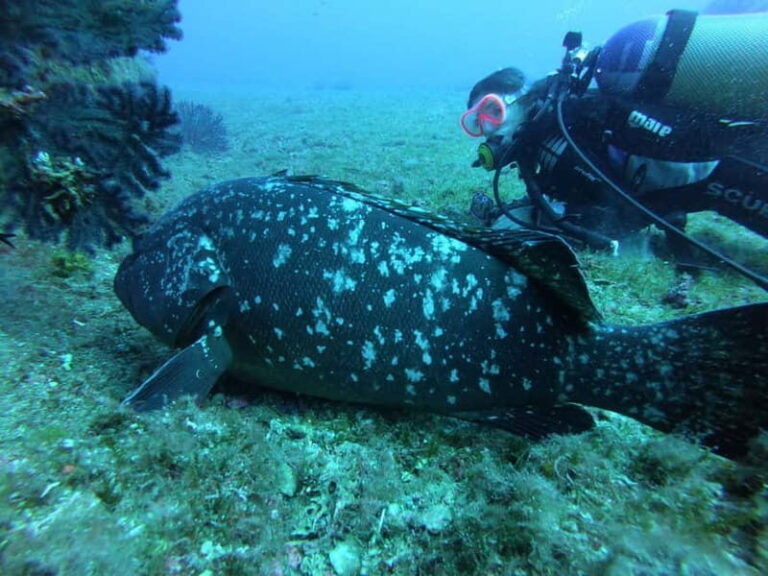 La Maddalena & Lavezzi : scuba diving for certified divers. - Why Youll Love This Experience