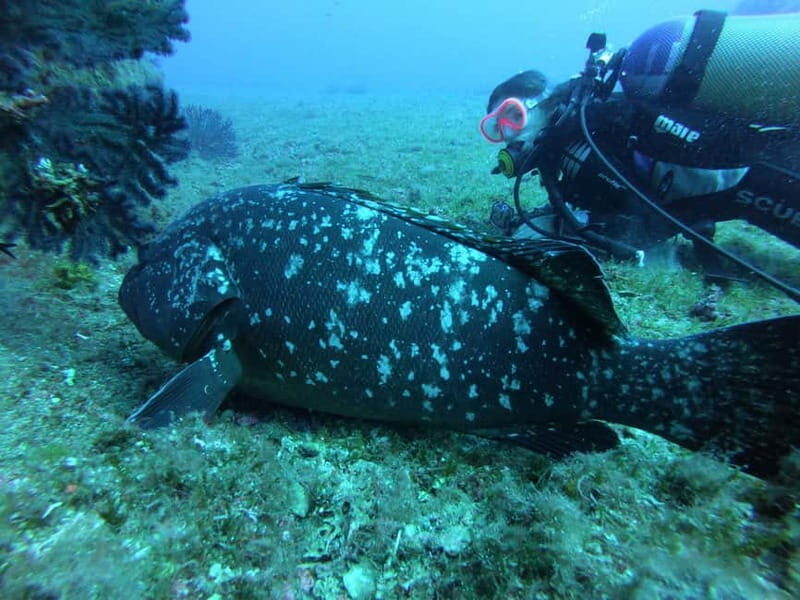 La Maddalena & Lavezzi : scuba diving for certified divers. - Why Youll Love This Experience