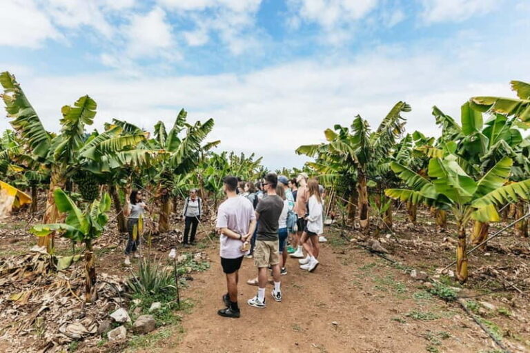 La Orotava: Eco Banana Plantation Tour with Banana Liquor - Learning About Sustainable Agriculture
