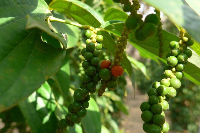 La Plantation tour (discovering Kampot Pepper) + Lunch - A Closer Look at What to Expect on the La Plantation Tour