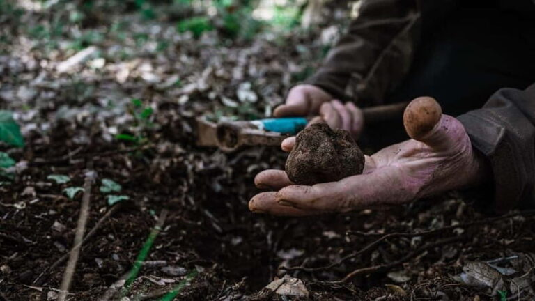 Laconi: truffle hunting excursion with lunch - An In-Depth Look at the Truffle Hunting Tour