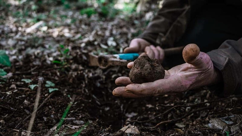 Laconi: truffle hunting excursion with lunch - An In-Depth Look at the Truffle Hunting Tour