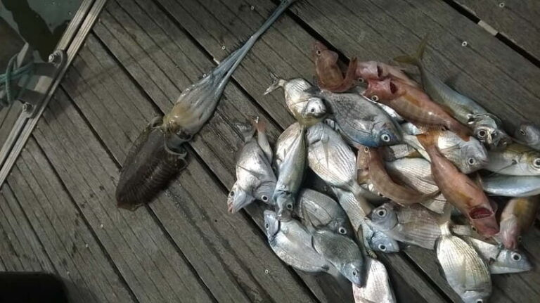 Lagos: Family Fishing Trip - Pricing and Value