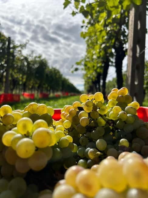 Lake Garda: Wine Tasting and Myths Tour with Local Snacks