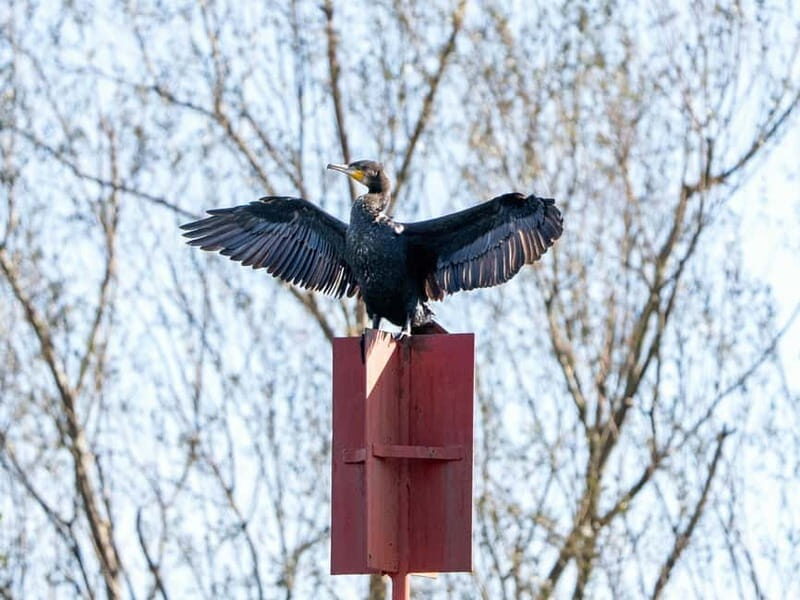 Lake Skadar: Early-morning Birdwatching and Photography Tour - Detailed Breakdown of the Itinerary