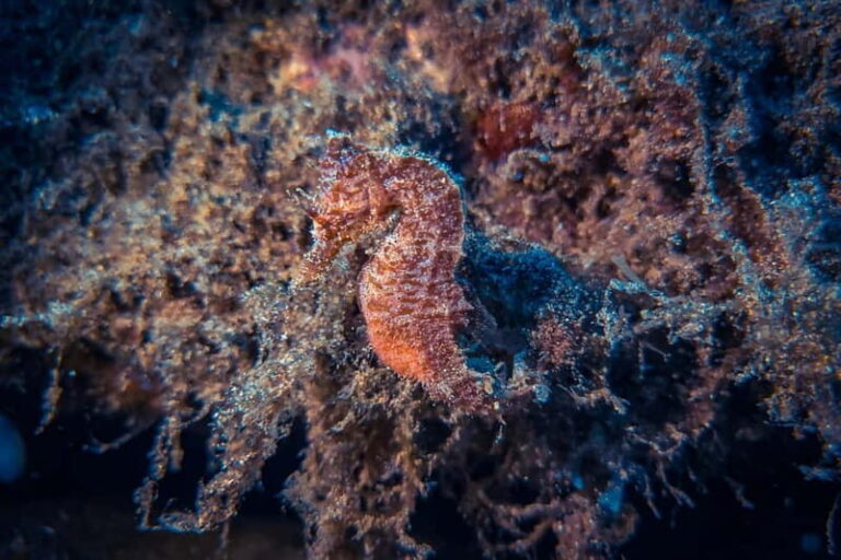Lanzarote: Beginner Try Scuba Diving Costa Teguise (2 dives) - Price and Value