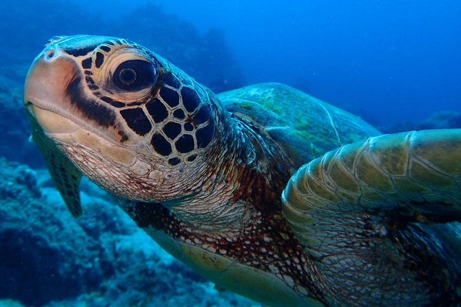 Learn to dive in 2 days Scuba Diver course - Key Points