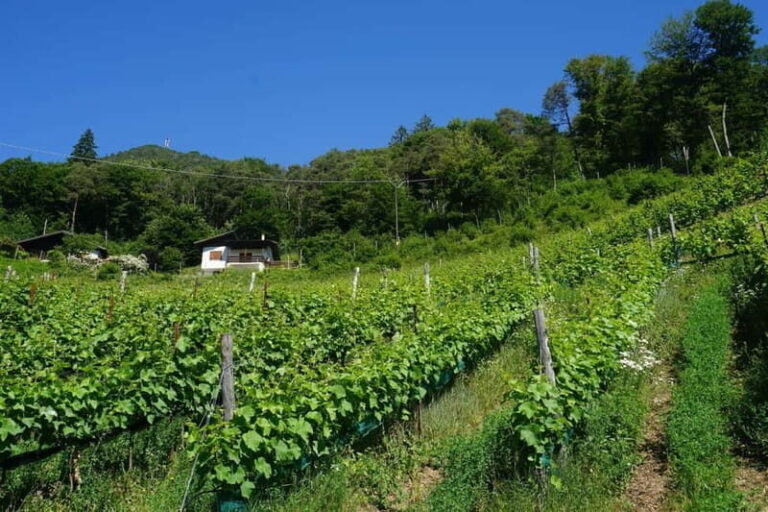 Ledro Lake: Guided Tour & Wine Tasting Among the Vines - The Guided Walk: From Vineyard to Cellar