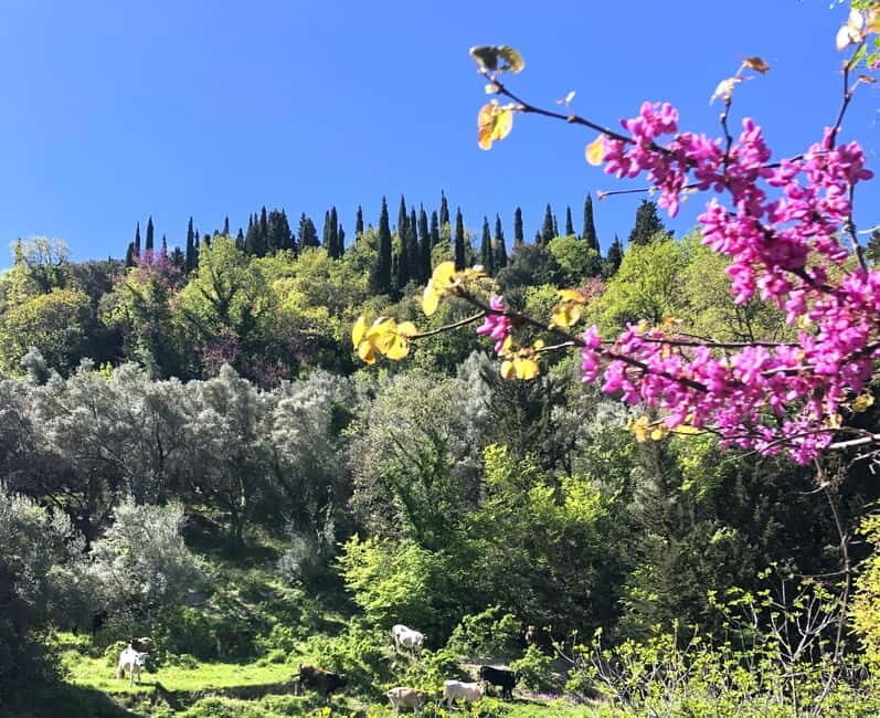 Lefkada: Mountain Gems Electric Fat Bicycle Tour & Tasting