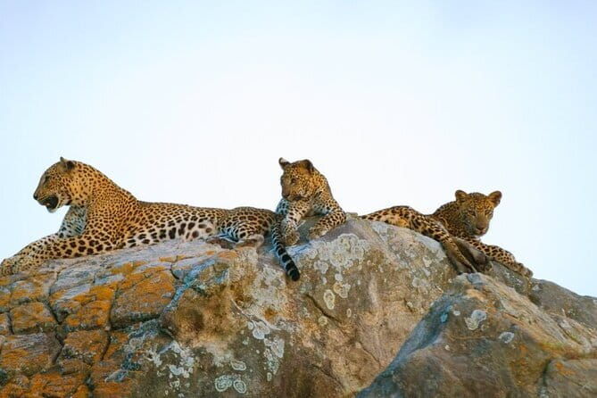 Leopard Half Day Yala National Park Eleven Safari - Introduction