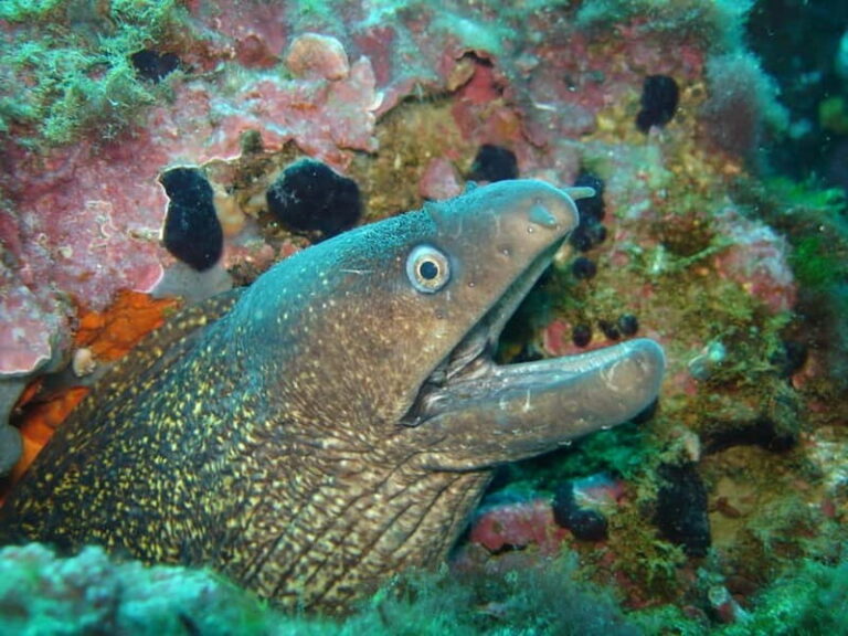 L'Escala: Introductory diving in the Montgri Nature Reserve - What to Expect: Detailed Breakdown