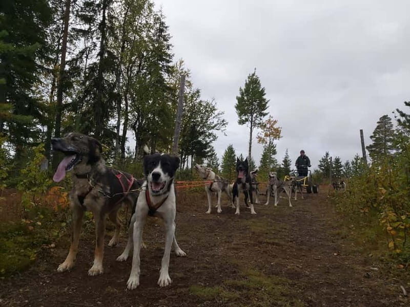 Levi: Husky cart tour- Midnight Sun & Autumn Northern Lights - Final Verdict