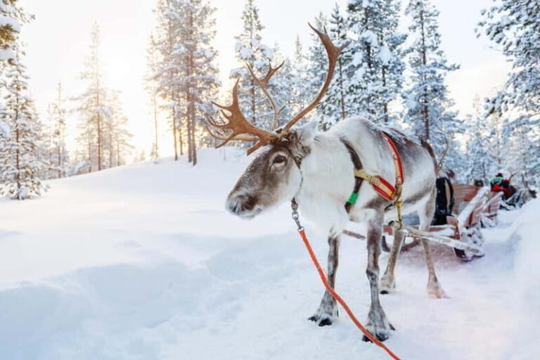 Levi: Lappish Reindeer Sled Ride 3 km - Visiting the Reindeer Farm