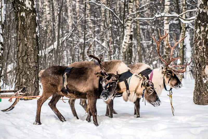 Levi: Reindeer Experience with Sled Ride - Why It’s a Great Choice
