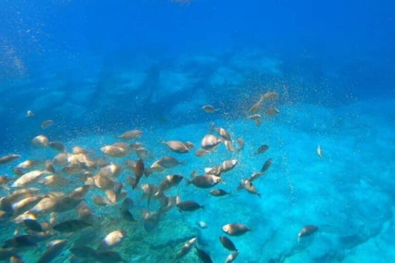 Lindos: Submarine Cruise with Swimming Stop at Navarone Bay - The Experience in Detail