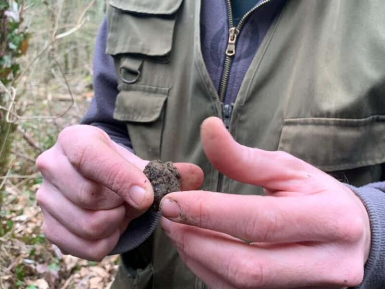 Livade: Guided Truffle Hunting Walking Tour - Why This Tour Offers Value