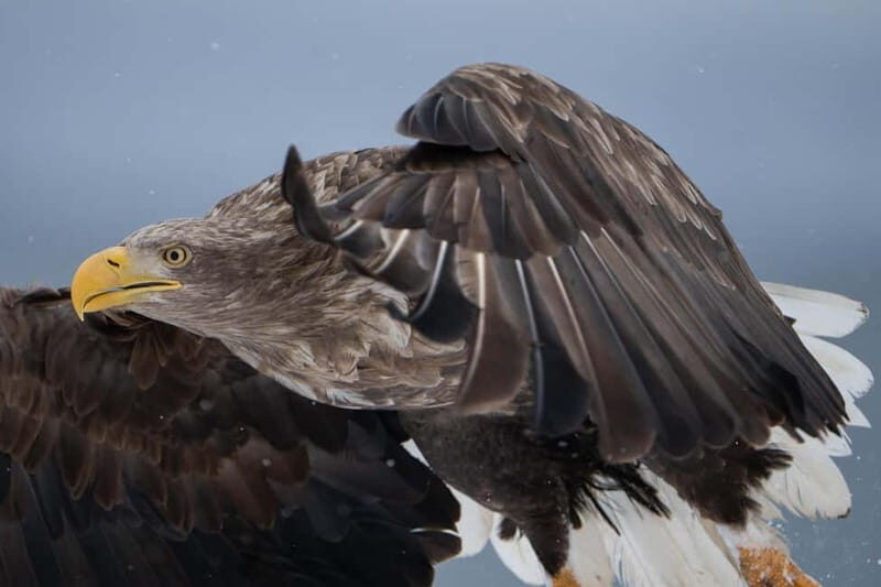 Lofoten: Sea Safari & Sightseeing Adventure by RIB - A Detailed Look at the Lofoten Sea Safari & Sightseeing Adventure