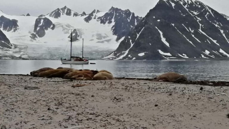 Longyearbyen: 10-Day Spitsbergen Cruise on Havella Boat - Onboard Experience: Comfort Meets Authenticity