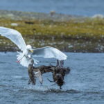 Longyearbyen: Wildlife Safari & Hiking Photography Tour - An In-Depth Look at the Tour