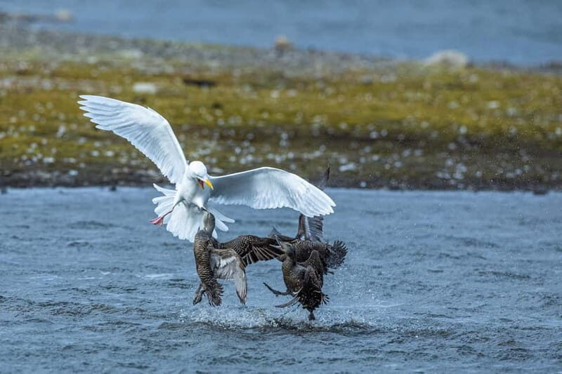 Longyearbyen: Wildlife Safari & Hiking Photography Tour - An In-Depth Look at the Tour